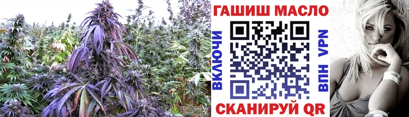 ТГК концентрат Суджа